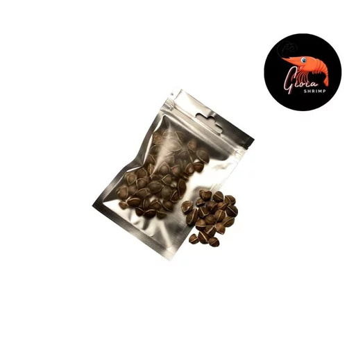 Graines de moringa pour les crevettes d'aquarium Gioiashrimp – sachet de 50