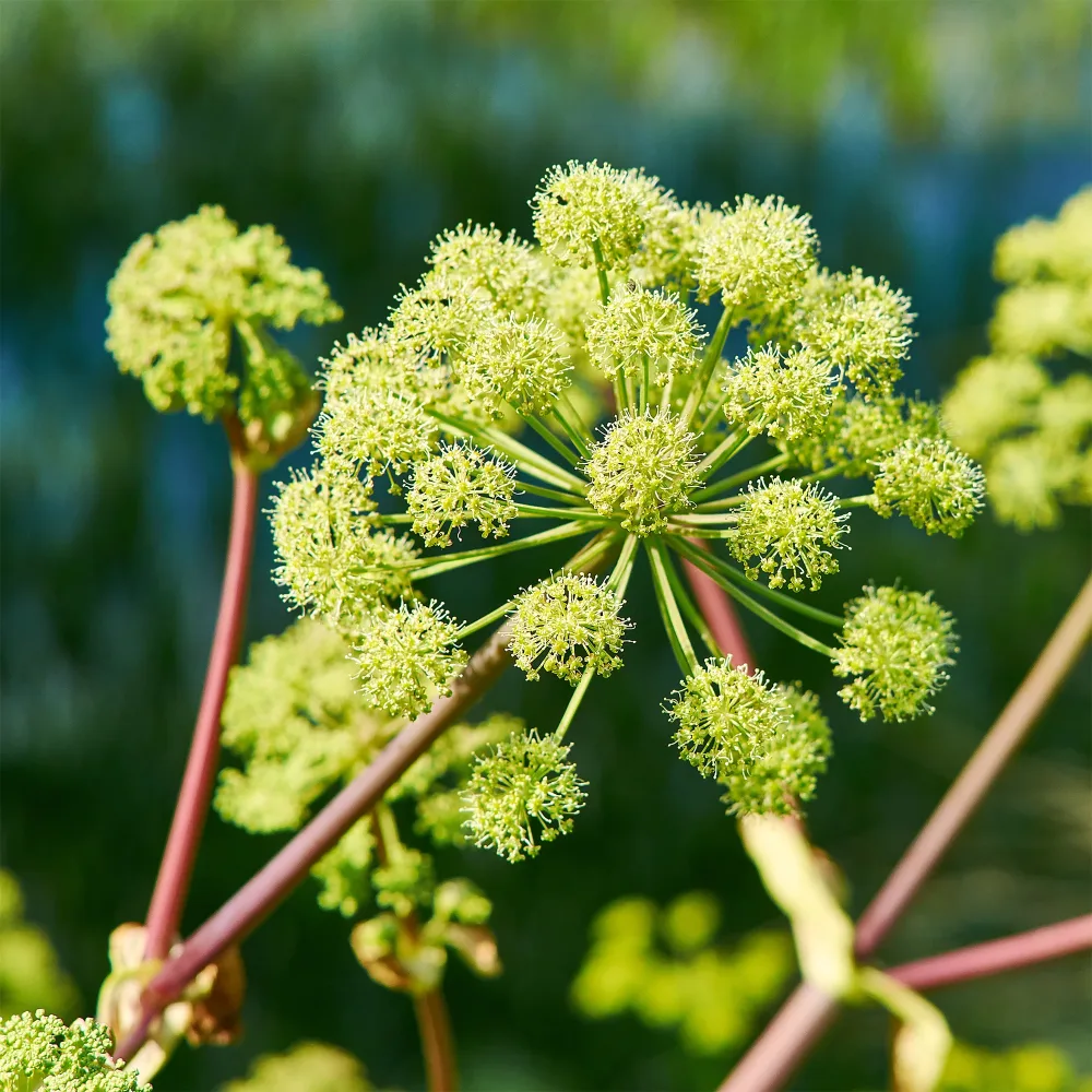 Angélique officinale Angelica archangelica
