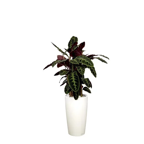 Calathea warscewiczii et son pot Rondo premium Ø 32 blanc