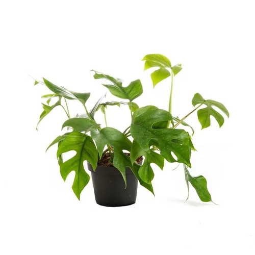 Philodendron minima – Pot de Ø12 cm