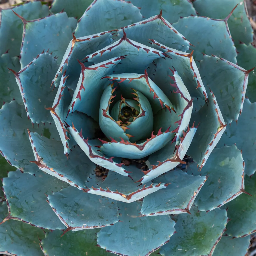 Agave Globe Agave potatorum Globe
