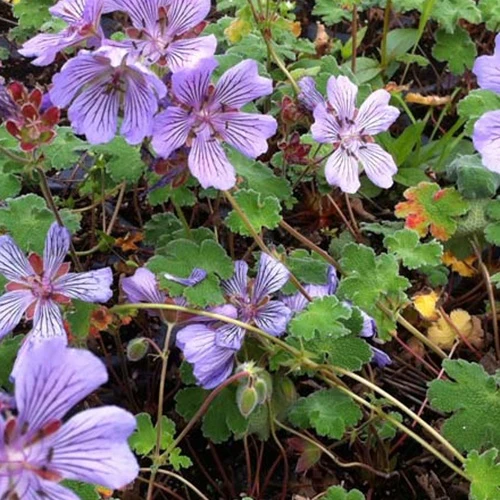 Géranium vivace Tcschelda Geranium renardii tcschelda