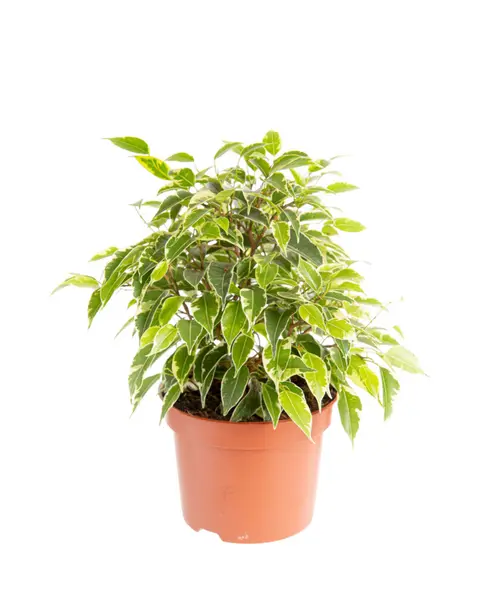 Ficus benjamina Kinky multicolore. Le pot Ø 12 cm