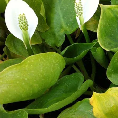 Arum d'eau Calla palustris