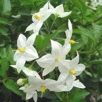 Solanum faux jasmin - Le pot de 4 litres