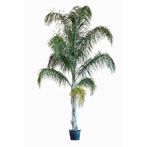 Arecastrum Romanzoffianum (Cocotier plumeux) 100/150 en pot de 70 L vert