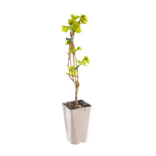 Vigne 'Danuta'. Le pot de 2 litres