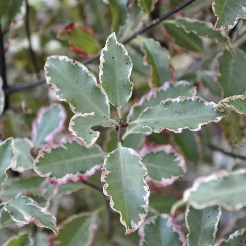 Pittosporum Tenuifolium Elizabeth. Le pot de 2 litres