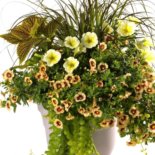 Pot Inspiration - Le pot de 11 litres