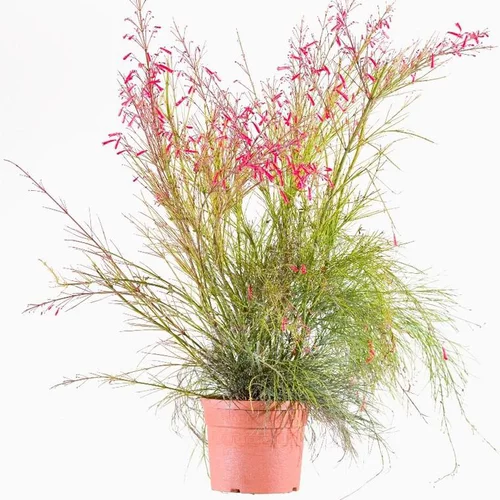 Russelia Equisetiformis - Le pot de 2,5 litres