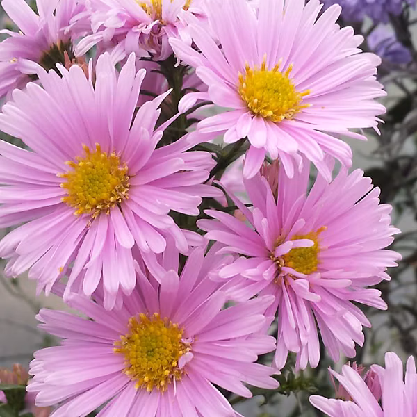 6 x Aster grand d'automne – Aster novi belgii 'Sarah Ballard' | godet 9cm x 9cm