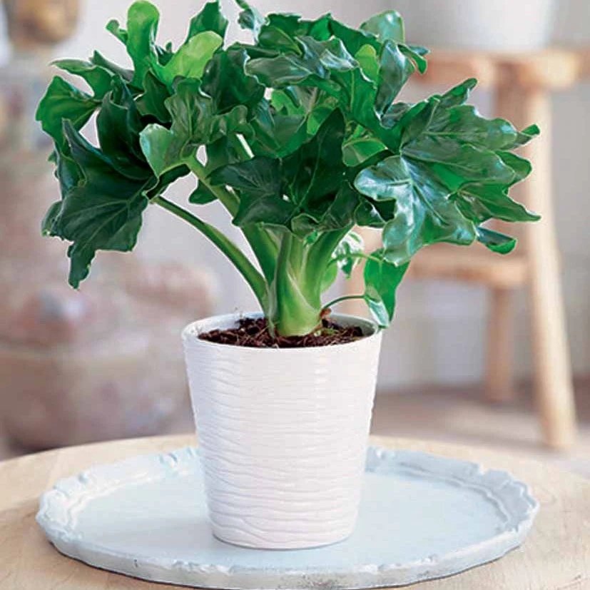 Philodendron Monstera Atom et son cache-pot blanc ELHO Philodendron atom