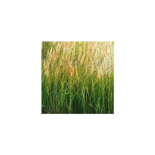 Graminées différentes variétés. Le pot de 3 litres
