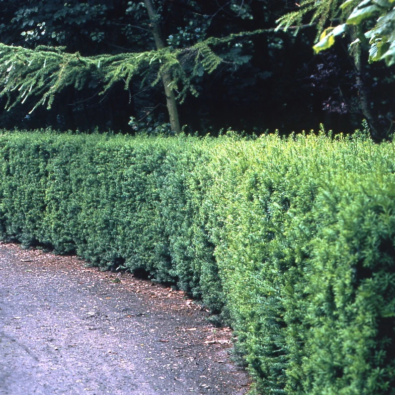 If Hicksii Taxus media Hicksii