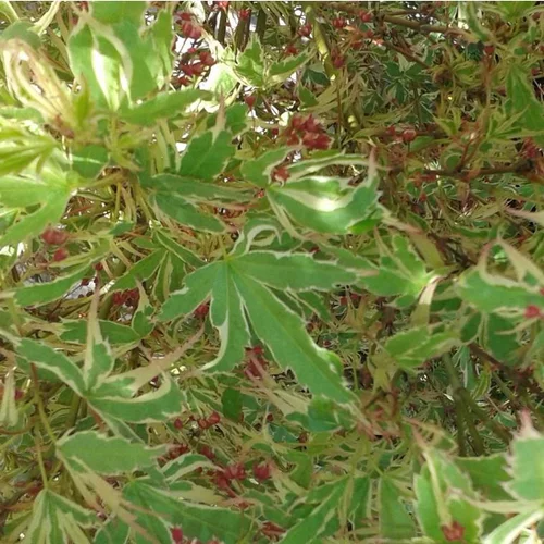 Érable du Japon Butterfly vert marginé crème. Le pot de 19 litres