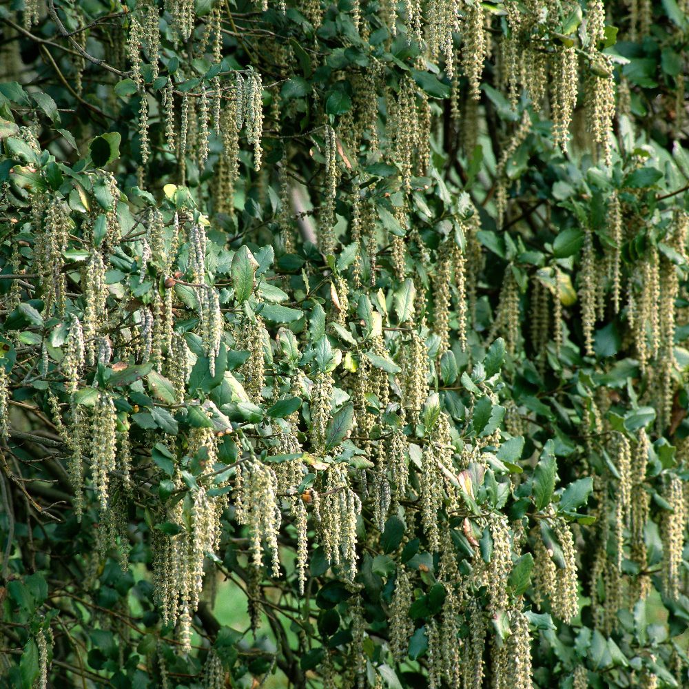 Garrya Garrya elliptica