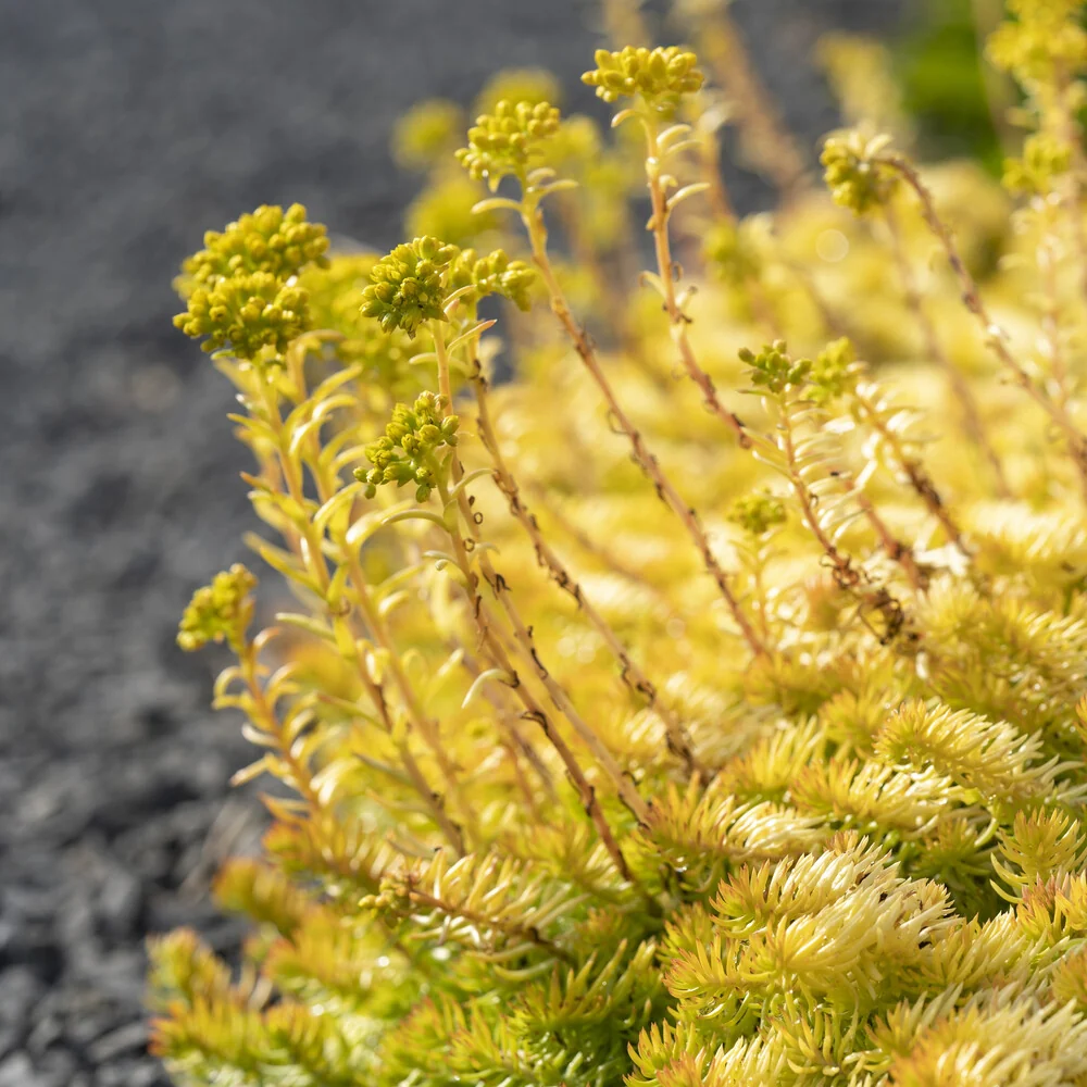 Sedum des rochers Angelina Sedum reflexum Angelina