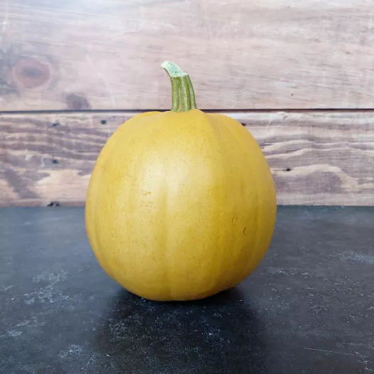 Biologische zaden van Pompoen Melonnette Jespée de Vendée