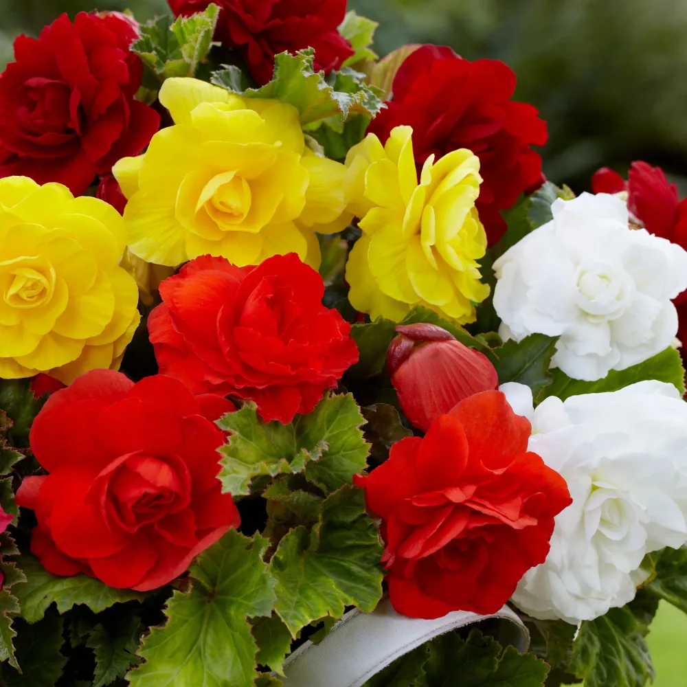 24 Bégonias tubéreux doubles en mélange Begonia tuberhybrida