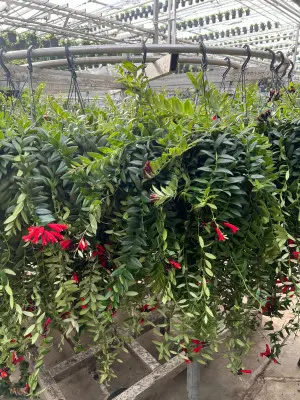 Aeschynanthus caro XXL. La suspension de Ø 15 x H 70 cm