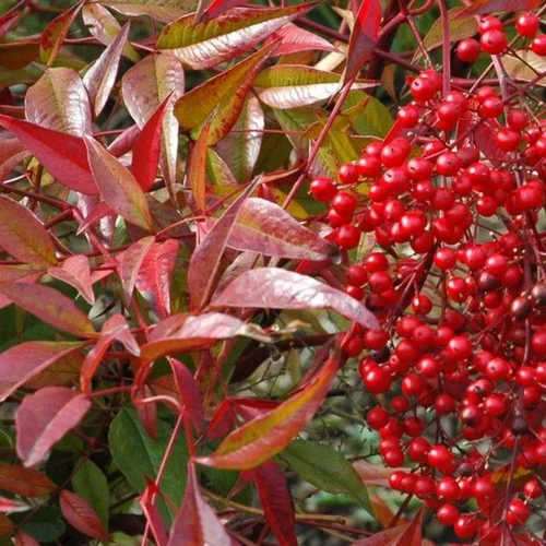 Nandina Domestica rouge 60/80 cm en pot de 7,5 L