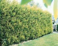 Cyprès de Leyland en pot de 35 L 250/300 cm