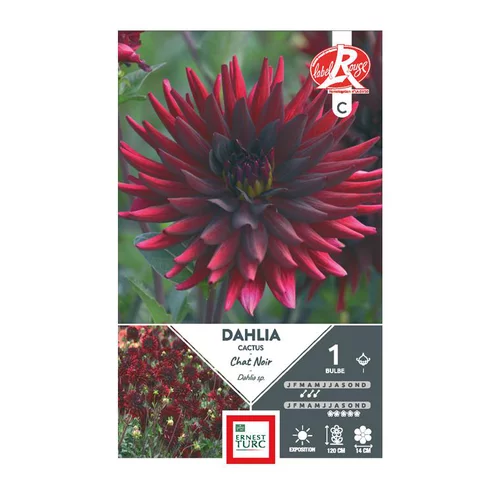 Dahlia cactus Chat noir rouge foncé Ernest Turc - 1 bulbe