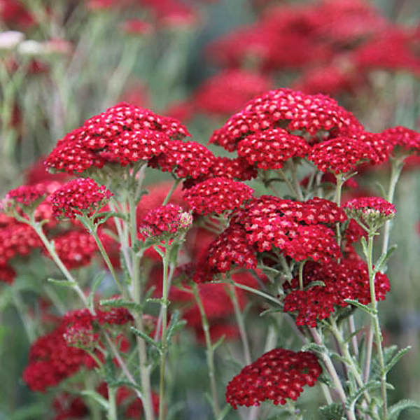 6 x Achillée millefeuille 'Red Velvet' – Achillea millefolium 'Red Velvet', godet 9cm x 9cm