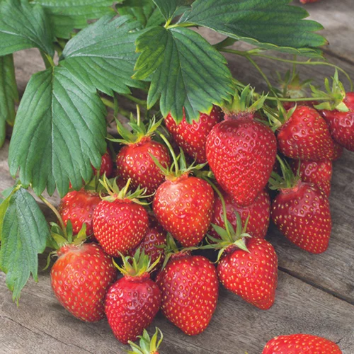 Fraisier 'Gariguette' Bio. La motte de 7x7 cm