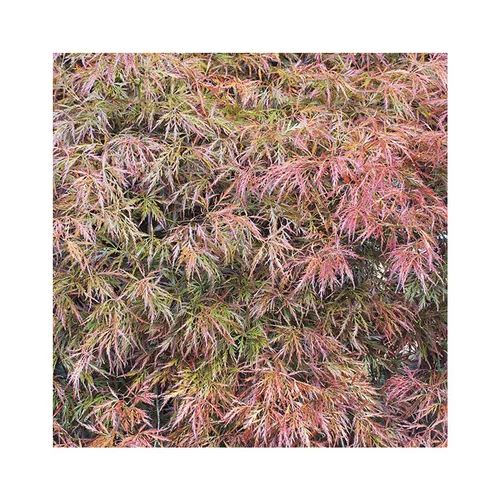 Erable du Japon (ACER PALMATUM DISSECTUM RUBRIFOLIUM ) Le pot de 7 litres