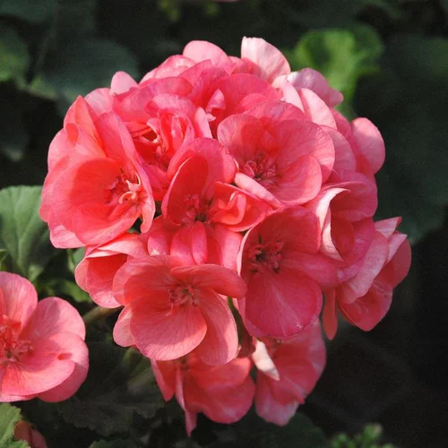 Geranium Label rouge - Le pot de 3 litres