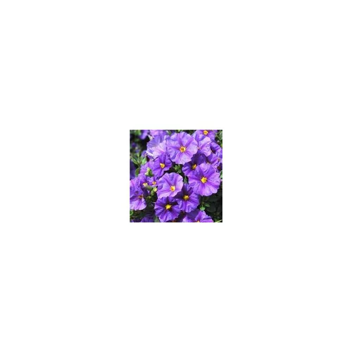 Solanum Rantonnetii bleu forme tige. Le pot de 10 litres
