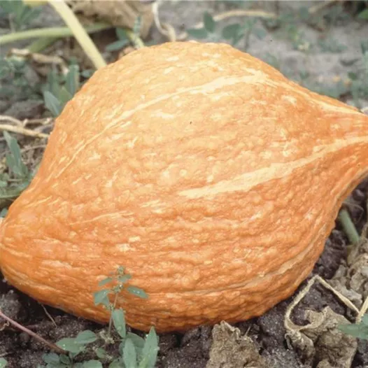 Bio zaden van Pompoen Golden Hubbard