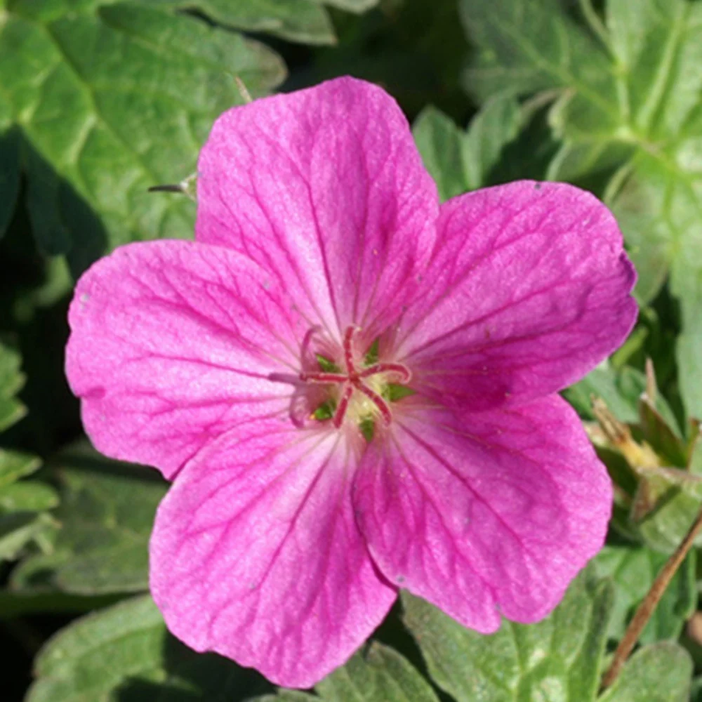 Géranium vivace Russell Prichard Geranium riversleaianum russel prichard
