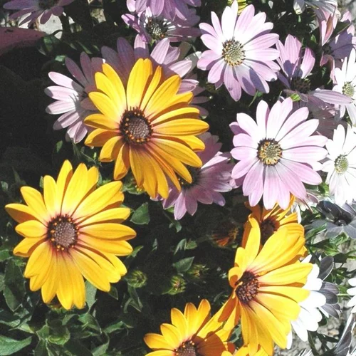 Ostéospermum Trio dimorphothéca - Le pot de 5 litres