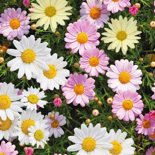 Anthemis trio - Le pot de 3 litres