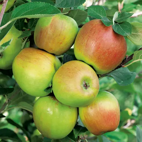 Pommier Rambour D'Hiver. Le pot de 15 litres forme 1/2 tige