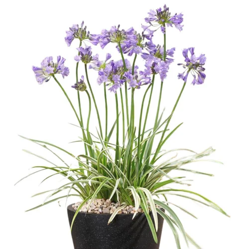 Agapanthe. Le pot de 4 litres