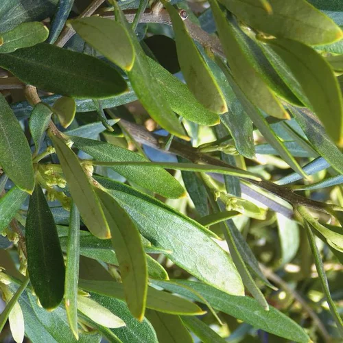 Olea ou Olivier Multiplateaux en pot de 80 L