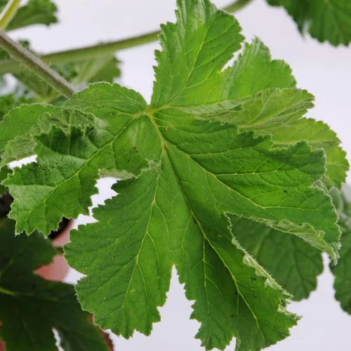 Geranium Odorant. En pot de 5 litres
