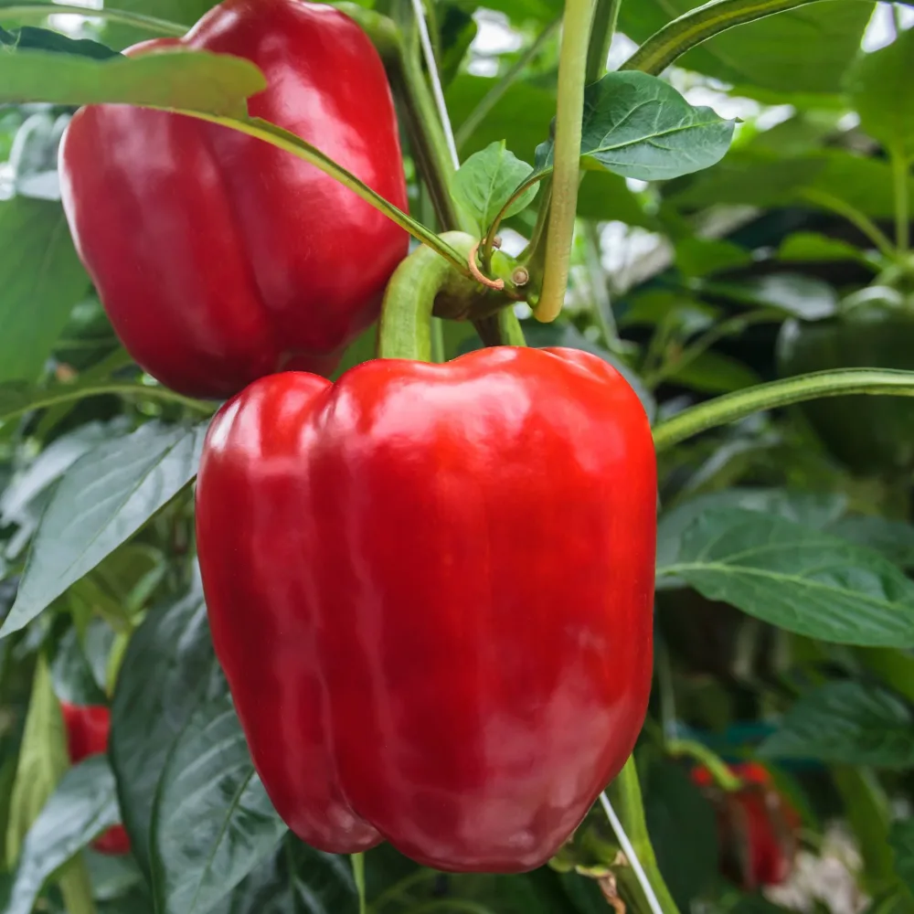 3 Plants de Poivron Sonar F1 Capsicum anuum sonar f1