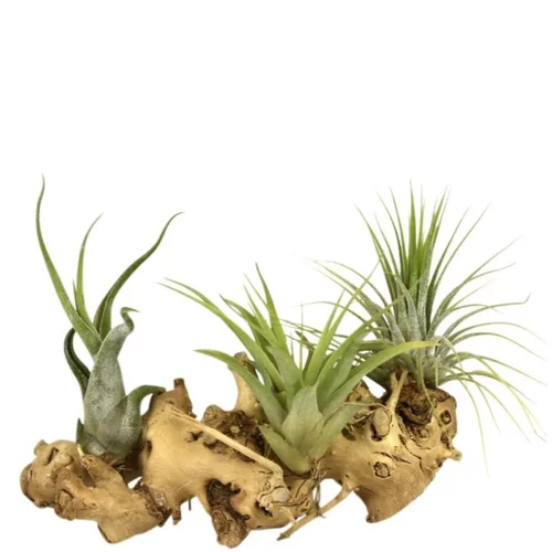 Tillandsia vert x 3 avec racine 15 cm