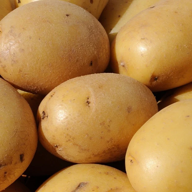 25 Pommes de terre Caesar Solanum tuberosum caesar
