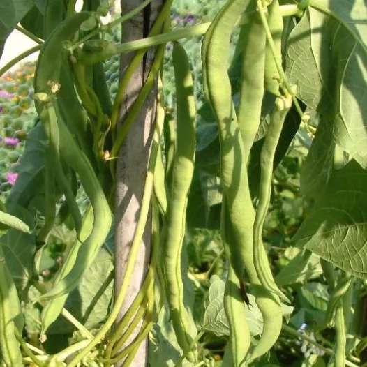 Bio zaden van Stokspekboon vroege Neckarkönigin