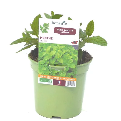 Menthe Verte Bio. Le pot de 1 litre