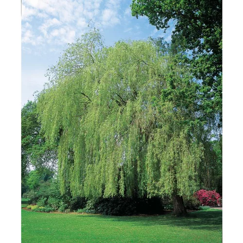 Saule Pleureur - pot 15 L
