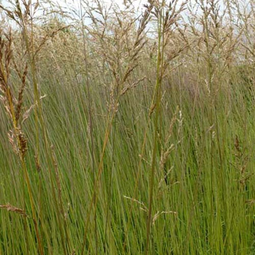 Molinie élevée Fontäne Molinia arundinacea fontäne