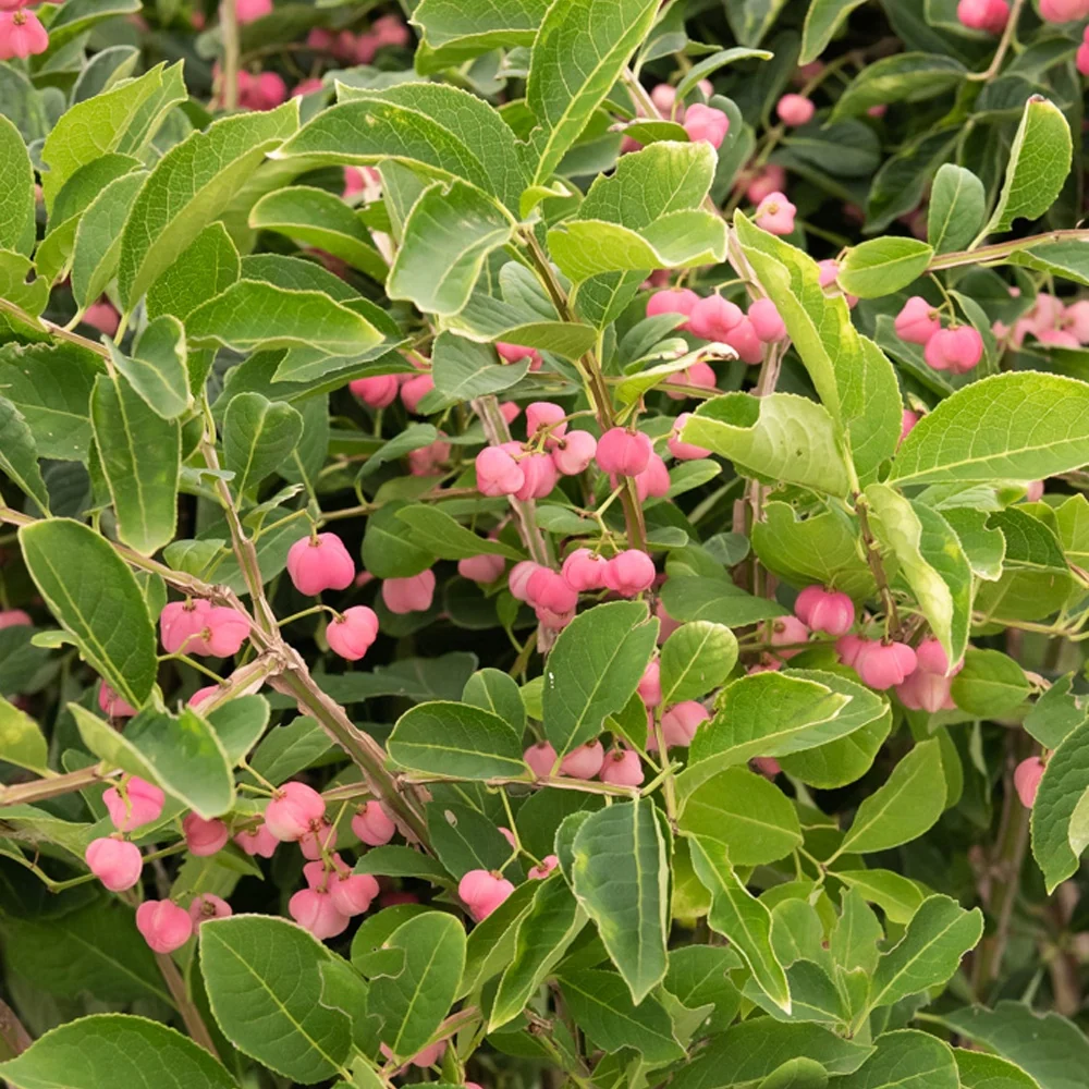 Fusain de Chine Euonymus phellomanus Euonymus phellomanus