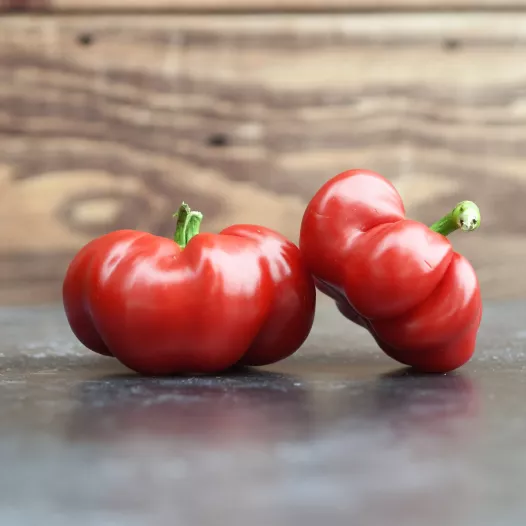 Biologische zaden van Peper Tomate