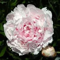 Paeonia Nippon Beauty - Le pot de 2 litres